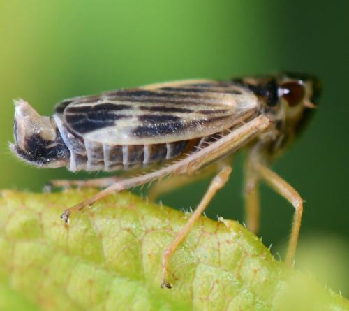 Evacanthus acuminatus